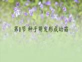 北师大版（2024）七年级生物上册3.5.1种子萌发形成幼苗精品课件
