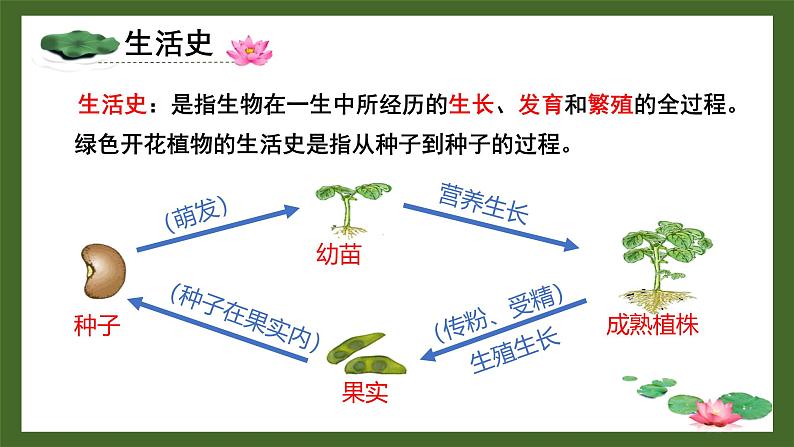 北师大版（2024）七年级生物上册3.5.1种子萌发形成幼苗精品课件第2页