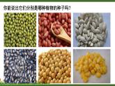 北师大版（2024）七年级生物上册3.5.1种子萌发形成幼苗精品课件