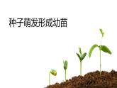 北师大版（2024）七年级生物上册3.5.1种子萌发形成幼苗精品ppt课件