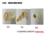 北师大版（2024）七年级生物上册3.5.1种子萌发形成幼苗精品ppt课件