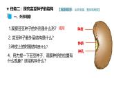 北师大版（2024）七年级生物上册3.5.1种子萌发形成幼苗精品ppt课件