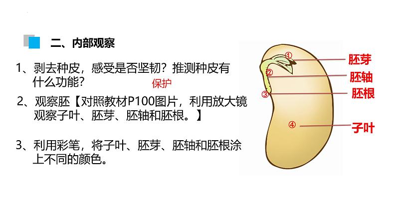 北师大版（2024）七年级生物上册3.5.1种子萌发形成幼苗精品ppt课件第5页