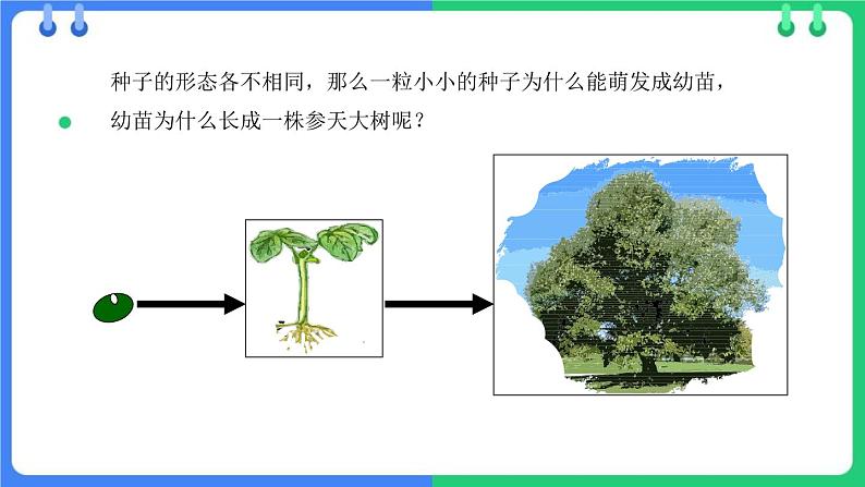 北师大版（2024）七年级生物上册3.5.1种子萌发形成幼苗ppt课件第4页