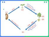 北师大版（2024）七年级生物上册3.5.1种子萌发形成幼苗ppt课件