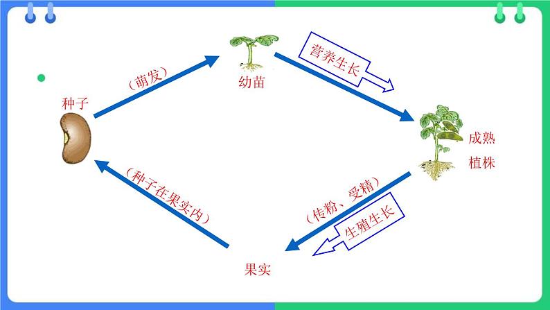 北师大版（2024）七年级生物上册3.5.1种子萌发形成幼苗ppt课件第5页