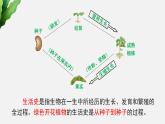北师大版（2024）七年级生物上册3.5.1种子萌发形成幼苗ppt精品课件