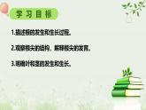 北师大版（2024）七年级生物上册3.5.2营养器官的生长精品课件