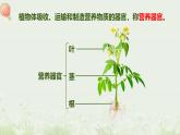 北师大版（2024）七年级生物上册3.5.2营养器官的生长精品课件