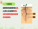 北师大版（2024）七年级生物上册3.5.2营养器官的生长精品课件