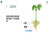 北师大版（2024）七年级生物上册3.5.2营养器官的生长精品ppt课件