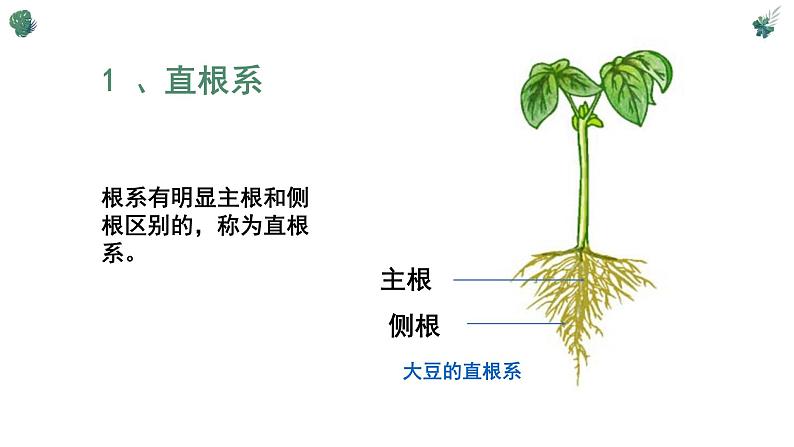 北师大版（2024）七年级生物上册3.5.2营养器官的生长精品ppt课件第3页