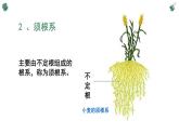 北师大版（2024）七年级生物上册3.5.2营养器官的生长精品ppt课件