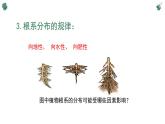 北师大版（2024）七年级生物上册3.5.2营养器官的生长精品ppt课件