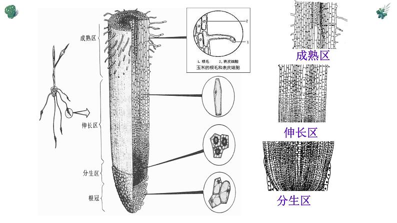 北师大版（2024）七年级生物上册3.5.2营养器官的生长精品ppt课件第7页