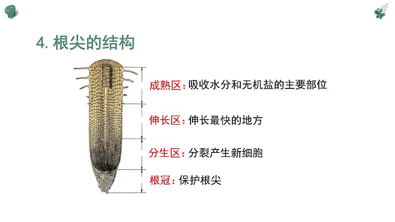 北师大版（2024）七年级生物上册3.5.2营养器官的生长精品ppt课件第8页