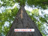 北师大版（2024）七年级生物上册3.5.2营养器官的生长ppt课件