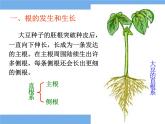 北师大版（2024）七年级生物上册3.5.2营养器官的生长ppt课件
