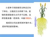 北师大版（2024）七年级生物上册3.5.2营养器官的生长ppt课件