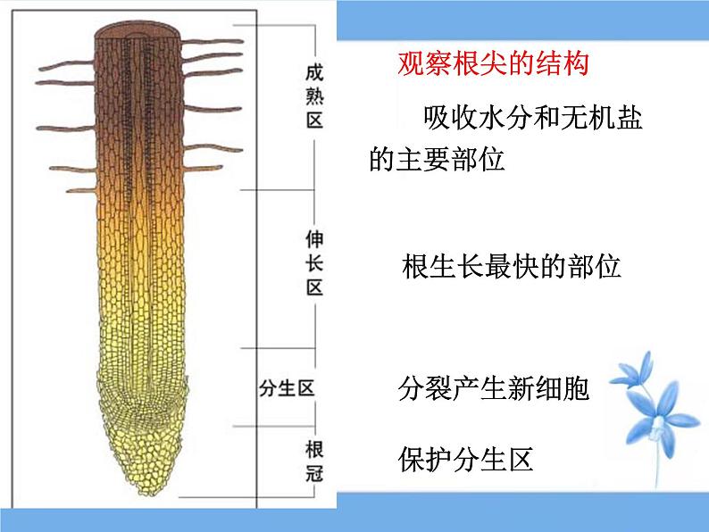 北师大版（2024）七年级生物上册3.5.2营养器官的生长ppt课件第5页