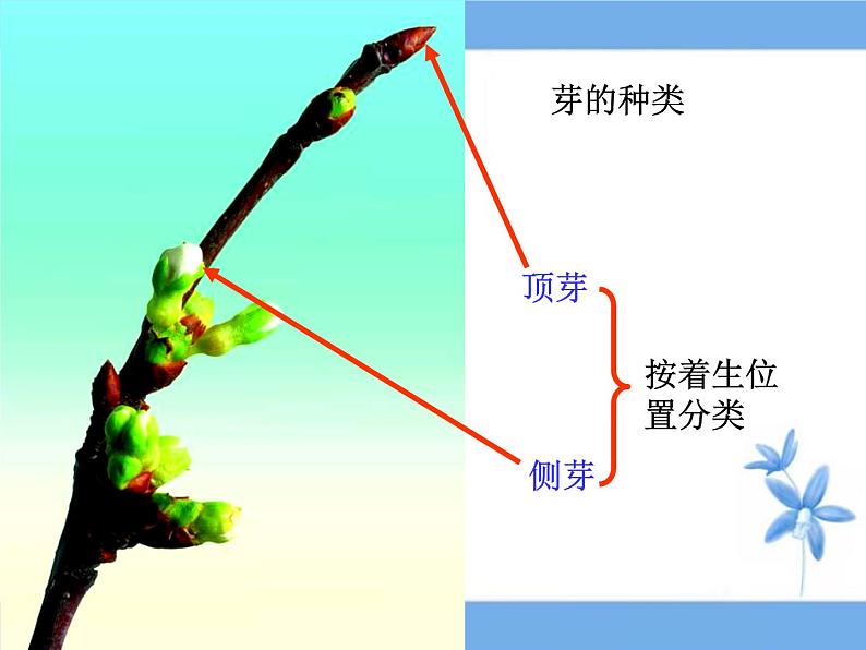 北师大版（2024）七年级生物上册3.5.2营养器官的生长ppt课件第7页