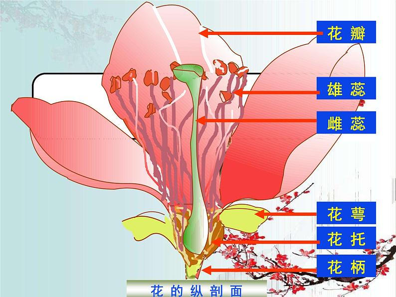 北师大版（2024）七年级生物上册3.5.3生殖器官的生长课件第5页