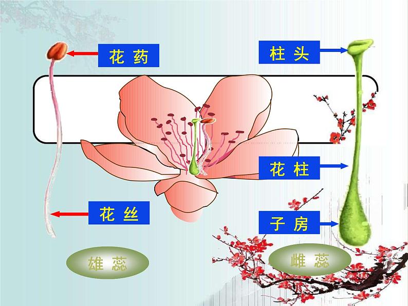 北师大版（2024）七年级生物上册3.5.3生殖器官的生长课件第6页