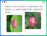 北師大版（2024）七年級(jí)生物上冊(cè)3.5.3生殖器官的生長(zhǎng)精品課件