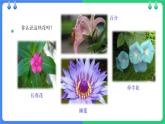 北師大版（2024）七年級(jí)生物上冊(cè)3.5.3生殖器官的生長(zhǎng)精品課件
