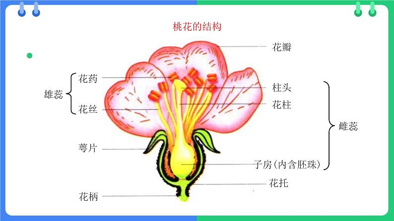 北师大版（2024）七年级生物上册3.5.3生殖器官的生长精品课件第6页