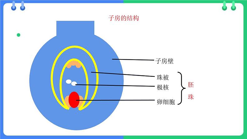 北师大版（2024）七年级生物上册3.5.3生殖器官的生长精品课件第8页