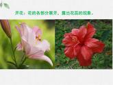 北師大版（2024）七年級(jí)生物上冊(cè)3.5.3生殖器官的生長(zhǎng)精品ppt課件