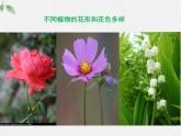 北師大版（2024）七年級(jí)生物上冊(cè)3.5.3生殖器官的生長(zhǎng)精品ppt課件