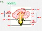 北師大版（2024）七年級(jí)生物上冊(cè)3.5.3生殖器官的生長(zhǎng)精品ppt課件