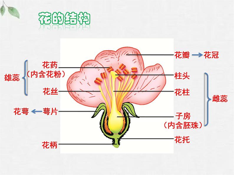 北师大版（2024）七年级生物上册3.5.3生殖器官的生长精品ppt课件第5页