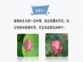 北師大版（2024）七年級(jí)生物上冊(cè)3.5.3生殖器官的生長(zhǎng)ppt課件