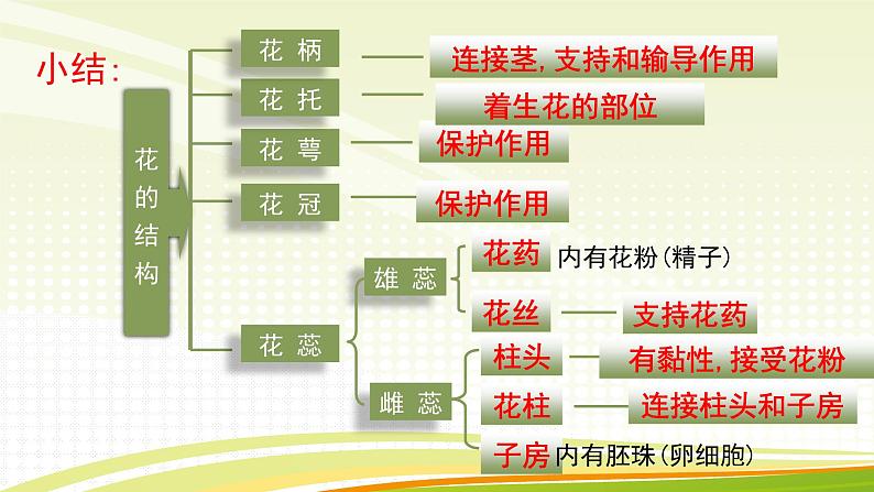 北师大版（2024）七年级生物上册3.5.3生殖器官的生长ppt课件第8页