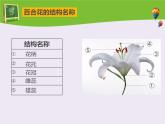 北師大版（2024）七年級(jí)生物上冊(cè)3.5.3生殖器官的生長(zhǎng)ppt精品課件