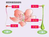 北師大版（2024）七年級(jí)生物上冊(cè)3.5.3生殖器官的生長(zhǎng)ppt精品課件