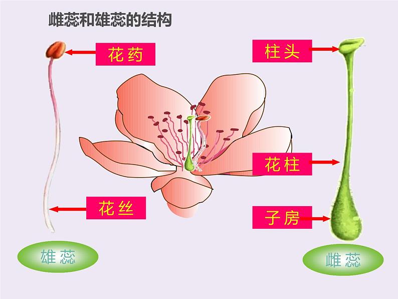 北师大版（2024）七年级生物上册3.5.3生殖器官的生长ppt精品课件第4页