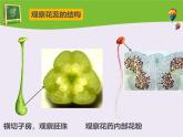北師大版（2024）七年級(jí)生物上冊(cè)3.5.3生殖器官的生長(zhǎng)ppt精品課件