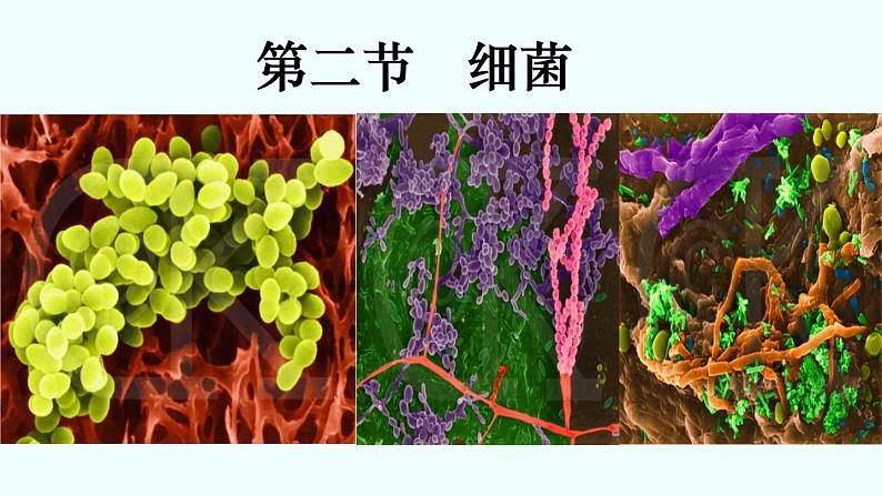 初中  生物  人教版（2024）  七年级上册第二节 细菌 课件第1页