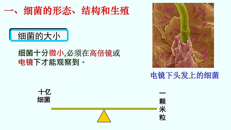 初中  生物  人教版（2024）  七年级上册第二节 细菌 课件第2页