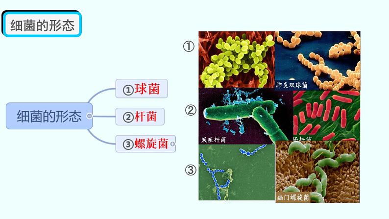 初中  生物  人教版（2024）  七年级上册第二节 细菌 课件第3页