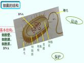 初中  生物  人教版（2024）  七年级上册第二节 细菌 课件
