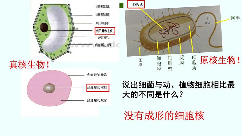 初中  生物  人教版（2024）  七年级上册第二节 细菌 课件第5页