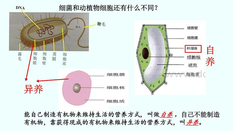 初中  生物  人教版（2024）  七年级上册第二节 细菌 课件第6页