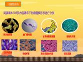 初中  生物  人教版（2024）  七年级上册第二节 细菌 课件