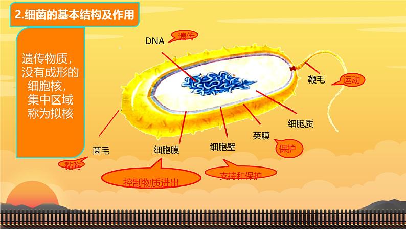 初中  生物  人教版（2024）  七年级上册第二节 细菌 课件第7页