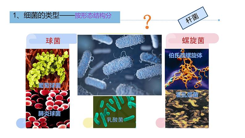 初中  生物  人教版（2024）  七年级上册第二节 细菌 课件第7页